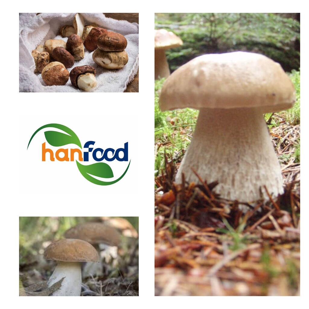Porcini Mushroom